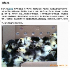 广州喜迎珍禽—供应特种经济珍禽养殖种苗贵妃鸡、珍珠鸡、野鸭