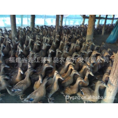 特种经济动物养殖野鸭