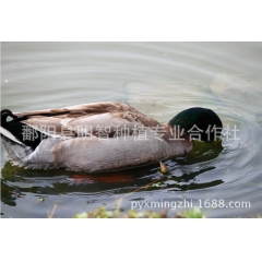 野鸭，鄱阳湖特种产品年底出售