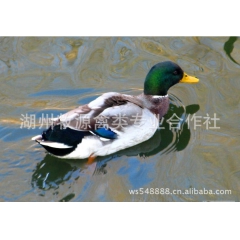 养殖供应 野鸭 绿头野鸭 绿头野鸭苗
