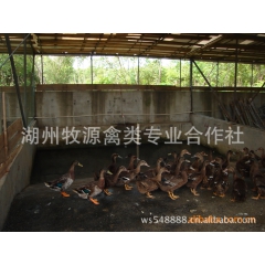 珍禽养殖场长期供应美国绿头野鸭养殖 绿头野鸭