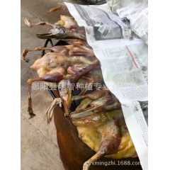 绿头野鸭，丁大娘烟熏养殖野鸭，一件代发