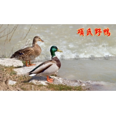 批发供应巢湖野鸭 1X100 一件起批 不含运费 量大从优