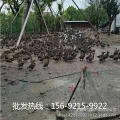 【优质成鸭】大量供应成年野鸭