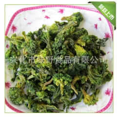 供应无公害西兰花 有机花椰菜 西兰花批发