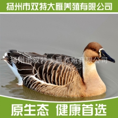 大雁养殖专业合作社供应优质高孵化率鸿雁 大雁