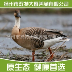 大雁养殖专业合作社供应优质高孵化率鸿雁 大雁 欢迎选购