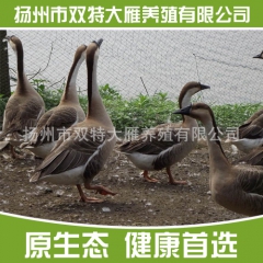 公司直销价格优惠 大雁 灰雁 大雁苗 鸿雁
