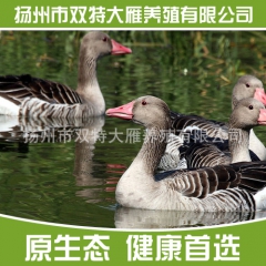大雁专业 养殖大雁 灰雁 大雁苗 鸿雁，