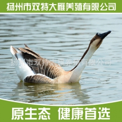 公司直销价格优惠 大雁 灰雁 大雁苗 鸿雁 欢迎订购