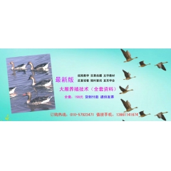 科学养殖大雁