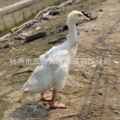 特种珍禽 厂家直销 供应大量大雁 纯天然野生放养大雁