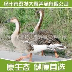 供应高质量的养殖大雁 鸿雁 价格优惠 大雁 灰雁 大雁苗 鸿...