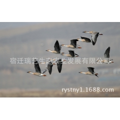 大雁经济养殖 大雁苗 优质大雁苗 商品大雁 瑞艺公司供应大雁...