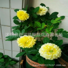新品月季 金丝雀 经典微型月季 四季开花 富贵金丝雀 月季花
