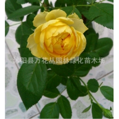 富贵金丝雀 月季花苗浓香大花 微月 欧月盆栽 盆栽植物树苗庭