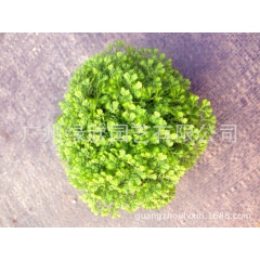 批批发A80金丝雀 蕨类绿植 微景观背景 苔藓类迷你小盆栽 ...