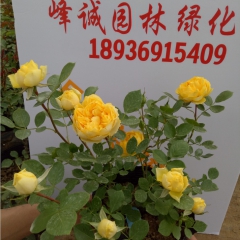 欧洲进口苗-欧月- 金丝雀 玫瑰苗 月季苗