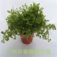 【基地直销】微景观植物 室内耐阴迷你小盆栽 观赏花卉 金丝雀