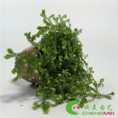 【自产自销】盆栽花卉 微景观植物 小盆栽 金星珊瑚蕨 金丝雀