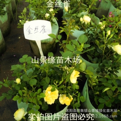 藤本月季苗 基地直销 金丝雀 大花 攀援植物 盆栽爬藤月季