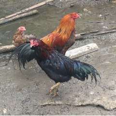 广西杂交斗鸡 柳州杂交斗鸡 斗鸡鸡苗批发就上柳州得凤家禽