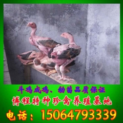 越南斗鸡 泰国斗鸡苗 供应纯种斗鸡种鸡品质保证
