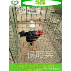 批发斗鸡 打斗斗鸡 肉用斗鸡 斗鸡苗价格 大量供应 厂家直销