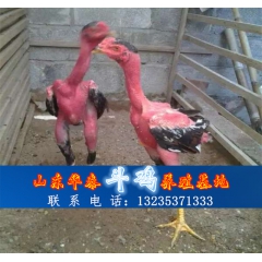 纯种越南斗鸡价格#哪里有卖越南斗鸡