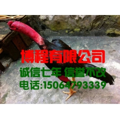 出售鬼子鸡斗鸡、肉用斗鸡、打斗型斗鸡、斗鸡价格