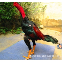 纯种越南鬼子鸡价格 优质战将越南斗鸡 欢迎交流斗鸡养殖技术