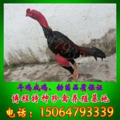 斗鸡养殖协会 出售纯种越南鸡 品相好的斗鸡