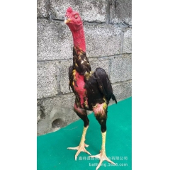 长期供应越南斗鸡 大赛鸡 鬼子鸡 视频挑选 质量保证满意
