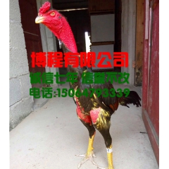 出售越南斗鸡、鬼子鸡多少钱一只、斗鸡价格