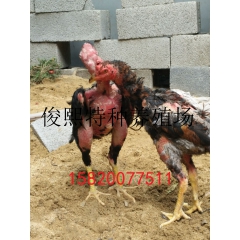 斗鸡价格 鬼子斗鸡 中原斗鸡 越南斗鸡哪里有卖的 斗鸡苗
