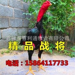 出售纯种越南斗鸡，泰国斗鸡，百利通专业斗鸡繁殖基地