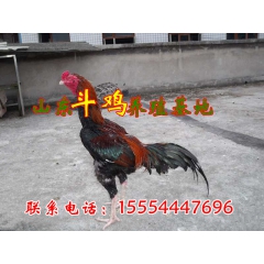 越南斗鸡 斗鸡苗 纯种斗鸡种鸡 品质保证 价格优惠