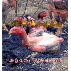 越南斗鸡 斗鸡苗斗鸡的养殖 繁殖 基地
