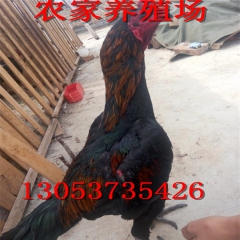 出售比赛斗鸡  种鸡   母鸡   越南斗鸡  鬼子斗鸡