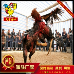 中国斗鸡交易商城 鲁西斗鸡	西双版纳斗鸡