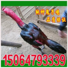 常年供应越南斗鸡、鬼子鸡、越南价格