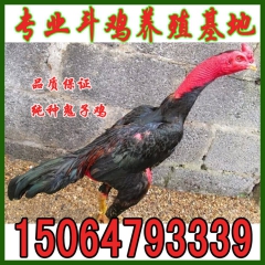 越南斗鸡价格,哪里有卖越南斗鸡,山东斗鸡养殖场