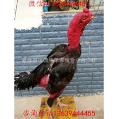 供应越南斗鸡养殖场 出售打比赛斗鸡 中原斗鸡价格