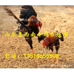 山东越南斗鸡    越南斗鸡训练技术     越南斗鸡养殖场