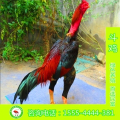 斗鸡 鬼子 斗鸡养殖场 越南斗鸡 越南斗鸡苗
