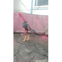 出售高档种战斗鸡一只，调好可打，越南纯种鬼子斗鸡