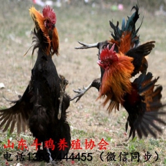 供应大号越南斗鸡 场家供应 直销纯种越南斗鸡