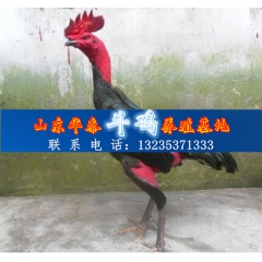 出售纯种大冠斗鸡 斗鸡的最新价格 斗鸡价格