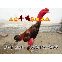 斗性好纯血统越南斗鸡 泰国斗鸡好养殖场