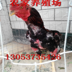 斗鸡比赛、优质斗鸡 斗鸡苗 斗鸡蛋价格 什么样的斗鸡好